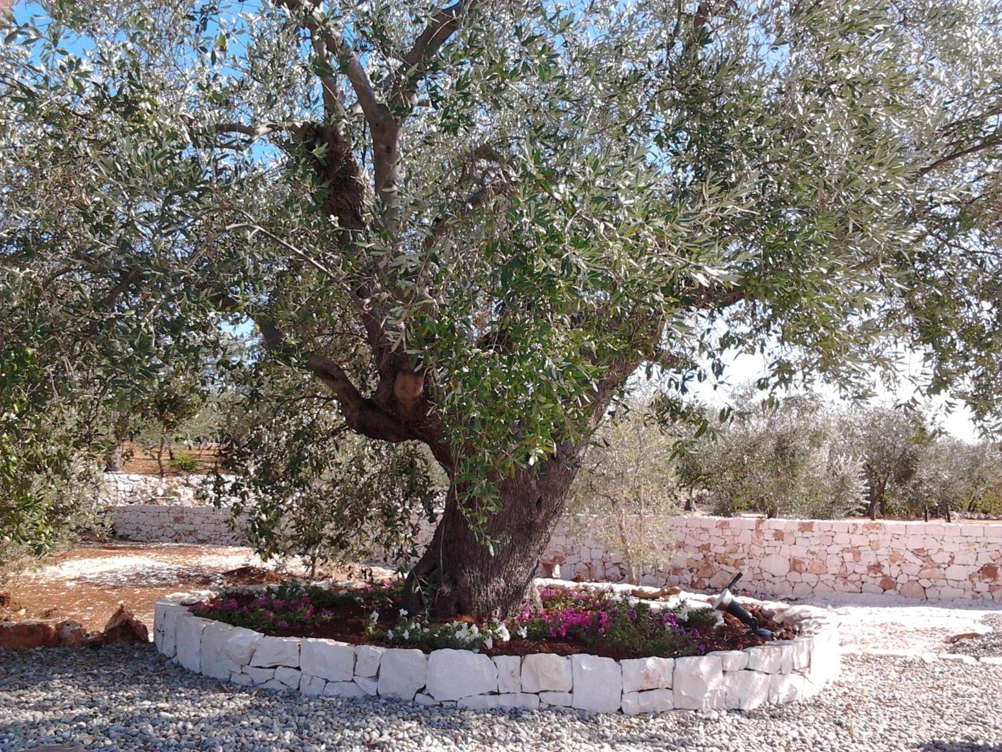 Trulli & Grotte Exclusive House Guest House Castellana Grotte Exterior photo